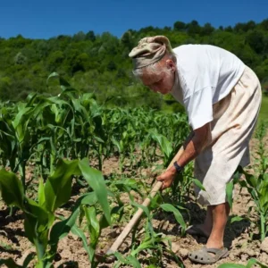 Como Comprovar Atividade Rural no INSS: Documentos Essenciais